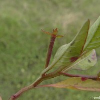Ludwigia hyssopifolia (G.Don) Exell